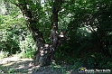 VBS_4829 - Il bosco fatato - Montaldo Roero